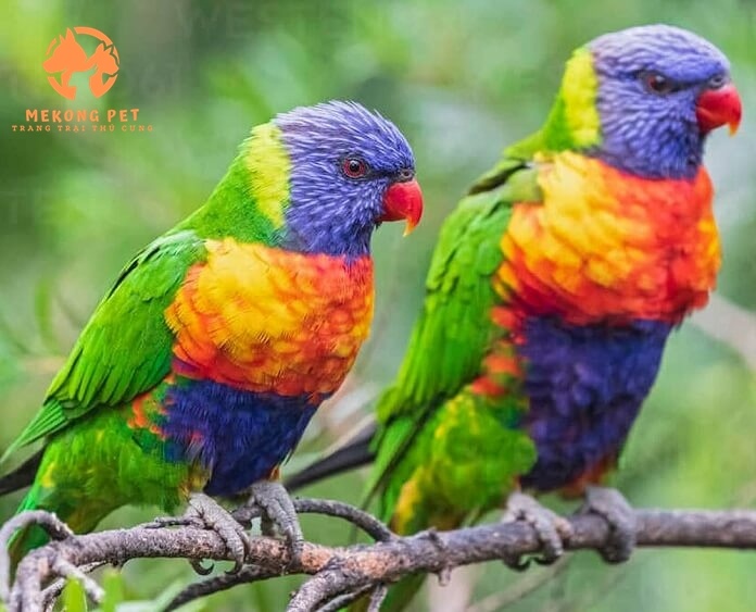 Vẹt lorry rainbow rất thân thiện, gần gủi và dể huấn luyện